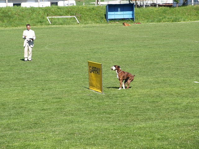 www.atibox.net * www.euroboxer.eu * www.boxergenealogia.eu